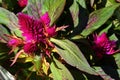 Violet spiky flowers and green leaves with violet veins of decorative Celosia plant, also called Woolflowers or Cocksombs Royalty Free Stock Photo