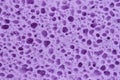 Violet sponge with porous texture