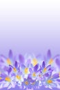 Violet spring crocus flowers on blurred background Royalty Free Stock Photo