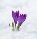 Violet spring crocus