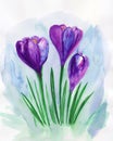 Violet spring crocuses. Floral greeting card. Violet floral bouquet.Watercolor illustration Royalty Free Stock Photo