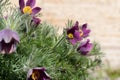 Violet spring easter flowers Pulsatilla patens Royalty Free Stock Photo