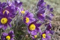 Violet spring easter flowers Pulsatilla patens in the garden Royalty Free Stock Photo