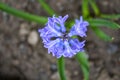 Violet spring flowers common hyacinth, garden hyacinth or dutch hyacinth is widely cultivated everywhere for its fragrant flowers,