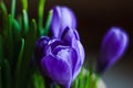 Violet spring flowers Crocus close-up Royalty Free Stock Photo