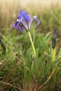 Violet spring irises blooming in the steppe
