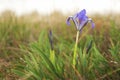 Violet spring irises blooming in the steppe