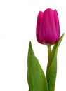 Violet spring tulip