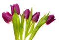 Violet spring tulips