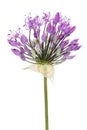 Violet stellate inflorescence flower of decorative onions Royalty Free Stock Photo