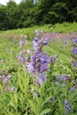 Violet steppe sage, Salvia nemorosa, flower sage, sage, Royalty Free Stock Photo