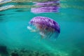 Violet striped rare colored jellyfish closeup, dark background. Marine ocean fauna, wildlife Royalty Free Stock Photo