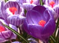 Violet and stripped crocus spring flowers