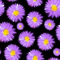 Violet sunny aster flowers seamless pattern Royalty Free Stock Photo