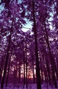 Violet sunrise in the winter forest Royalty Free Stock Photo