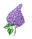 Violet Syringa vintage watercolor botanical illustration