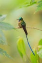 Violet-tailed Sylph - Aglaiocercus coelestis