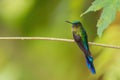 Violet-tailed Sylph - Aglaiocercus coelestis