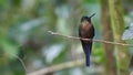 Violet-tailed Sylph, Aglaiocercus coelestis, on a perch in Ecuador