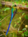 Violet-tailed Sylph - Aglaiocercus coelestis species of bird hummingbird in the coquettes, tribe Lesbiini of subfamily Lesbiinae,