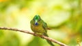 Violet-tailed Sylph hummingbird