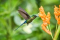 Violet-tailed sylph hovering next to orange flower,tropical forest, Ecuador, bird sucking nectar from blossom in garden Royalty Free Stock Photo