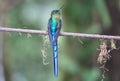 Violet-tailed Sylph Hummingbird in Ecuador