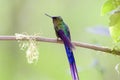 Violet-tailed Sylph   843923 Royalty Free Stock Photo
