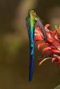 Violet-tailed Sylph