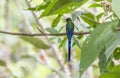 Violet-tailed Sylph Perched on a Tree