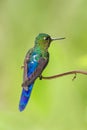 Violet-tailed sylph sitting on branch, hummingbird from tropical forest,Colombia,bird perching,tiny beautiful bird