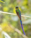 A Violet-tailed Sylph in Ecuador