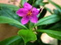 The violet Talinum paniculatum flower