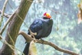 Violet tauraco almost asleep on a branch, Musophagidae Royalty Free Stock Photo