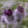 Violet thistle with a fly and sharp prickles Royalty Free Stock Photo