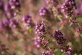 Violet Thymus Flowers on Sunset