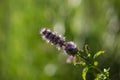 Violet Thymus flowers on Sunset