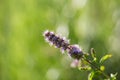 Violet Thymus flowers on Sunset