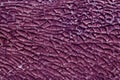 violet toned broken glass surface. Royalty Free Stock Photo