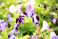 Violet Torenia flower Royalty Free Stock Photo