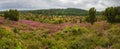 Violet Totengrund dale in the Lueneburg Heath Royalty Free Stock Photo