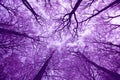 Violet Treetops Royalty Free Stock Photo