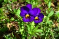 Violet tricolor, pansies, lilac, yellow,