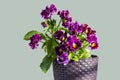 violet tricolor in a pot on a colored background. close-up Royalty Free Stock Photo
