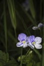 Violet tricolor Violaceae Royalty Free Stock Photo