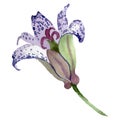 Violet tricyrtis floral botanical flower. Watercolor background illustration set. Isolated lily illustration element.