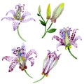 Violet tricyrtis floral botanical flowers. Watercolor background illustration set. Isolated lily illustration element.