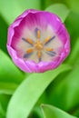 Violet tulip