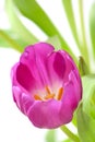 Violet tulip