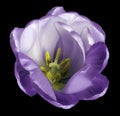 Violet tulip flower on isolated black background with clipping path without shadows. Close-up. For design. Royalty Free Stock Photo